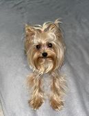 Yorkshire Terrier weiblich in 10245