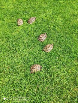 Griechische Landschildkröten /Testudo hermanni NZ von 2022 - Wedemark