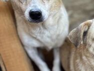 Sandy - liebt alle Menschen - Elsdorf (Nordrhein-Westfalen)