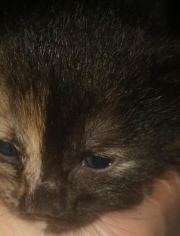 1 Glücks Kitten und Katzenmutter suchen ein neues Zuhause!!!! - Berlin