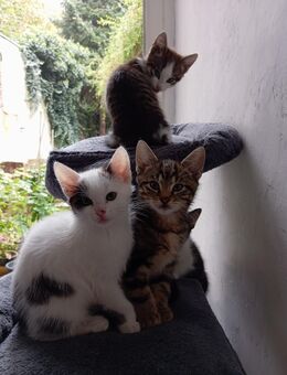 Süße Katzenbabys - Krefeld