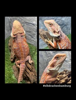 No.3 High Red Blue Bartagame male (pogona vitticeps) NZ April 2025 - Hamburg Wandsbek