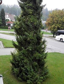 Gut geschnittene 3 Zi.-Wohnung mit Balkon - Bad Griesbach (Rottal)