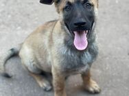 Malamute Malinois Welpen - Bad Frankenhausen (Kyffhäuser)