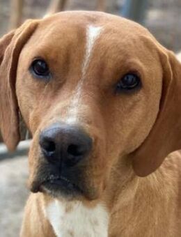 Olli, geb. ca. 11/2022, Griechenland - Euskirchen