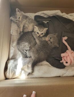Britisch Langhaar Babykatzen ab 10. Juli in liebevolle Hände zu vergeben - Hamburg