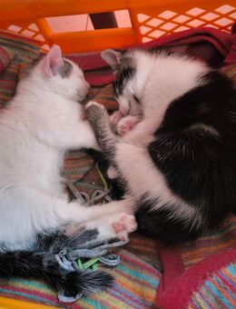 Wie süüüüüß! ❤️ Pünktchen und Fanny suchen ein liebevolles Zuhause! - Altenpleen