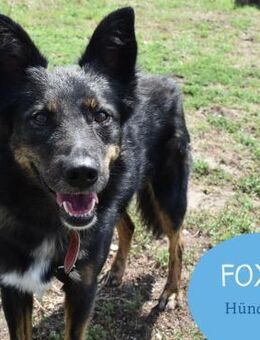 Fröhliche Foxi sucht ihr Zuhause - Tarmstedt