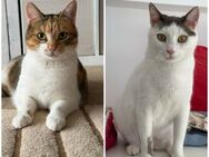 ✨Zara & Lipci ein Herz & eine Seele✨ - Eislingen (Fils)