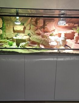 Bartagamemänchen zu verkaufen - Wesel