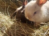 Kaninchen/ zwergkaninchen/Zwergwidder - Baar-Ebenhausen