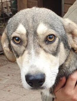 FARO-hübscher, sportlicher Jung-Rüde57cm - Rösrath