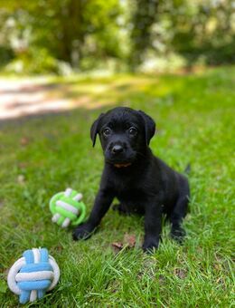 Reinrassige Labrador Welpen dürfen ausziehen. - Waldeck Zentrum