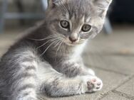 BKH kitten - Salching