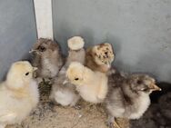 Seidenhuhn Küken - Hergisdorf