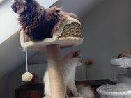 Maincoone Britisch Edelmix Katze - Bochum Langendreer