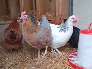 4 Hühner günstig abzugeben - Schwalbach