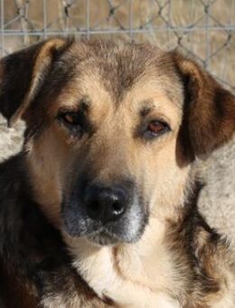 Drew, geb. ca. 05/2020, GRIECHENLAND - Markdorf