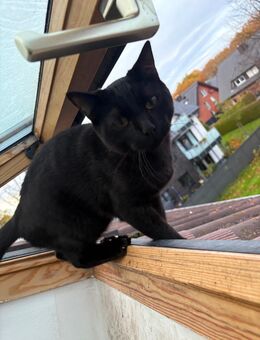 🐾 Wunderschöner Bengal-Mix Siamkater 6 Monate jung, verspielt & verschmust 🐾 - Herford (Hansestadt)