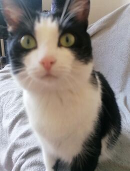 Kater sucht lievolles Zuhause - Hamm
