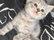 2 Bkh Mädchen blau und blau tabby Mega Mega kinderlieb und verschmust ab sofort in liebe Hände - Bottrop