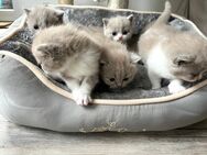 Bkh Kitten, reinrassig - Wiesbaden Sonnenberg