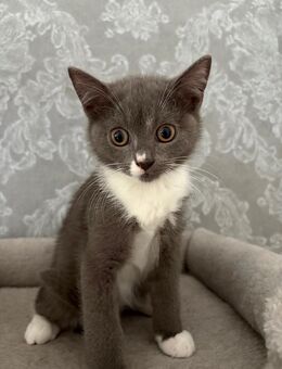 Reinrassige BKH Kitten - Münster
