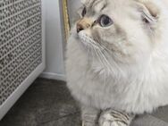 Männliche Katar ist 11 Monat alt - Salzgitter