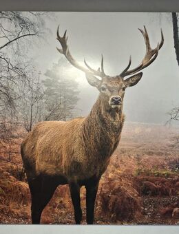 Großes Bild - Rengsdorf