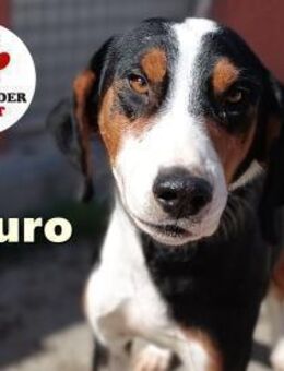 lieber Bracke Rüde Mauro sucht.... - Margetshöchheim