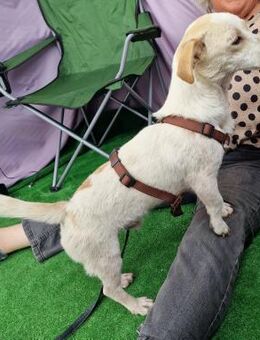 Buddy - verschmust, sucht viel Kontakt - Westerholt