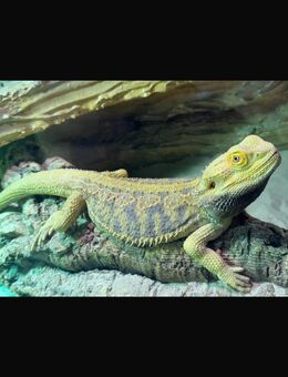 Bartagame Weibchen abzugeben - Hamm