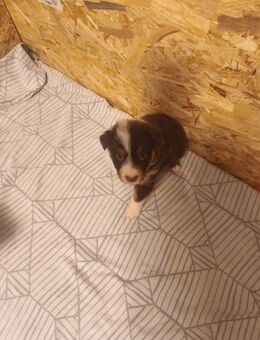 Australian shepherd collie mix - Großefehn