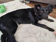 Mischling Akira - Hunde Dame mit viel Potential - Krefeld