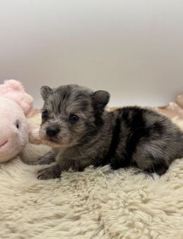 Pomchi-Welpen suchen ihre Menschen - Schneverdingen
