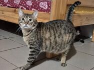 Kater 826778 stellt sich vor - Köln