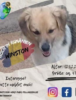 WINSTON - will ALLES für DICH lernen - Waakirchen
