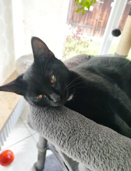 Katze Minka / europäisch Kurzhaar - Rielasingen-Worblingen