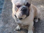 Junge französische Bulldogge abzugeben - Gießen