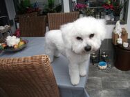 Bichon Friese Mädchen - Edesheim