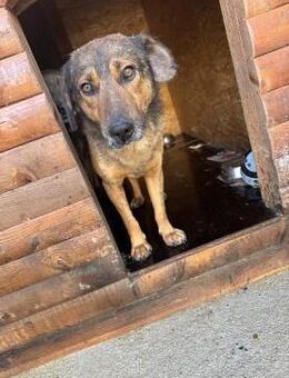 Herzensbub Bingo sucht eine Familie! - Hamburg