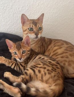 Bengal Katzen abzugeben (Reinrassig) - Iserlohn Zentrum