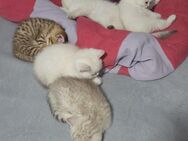 2 BKH Babykatzen - Grünberg