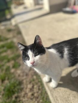 Zuckersüßer Grape sucht ein zuhause - Celle