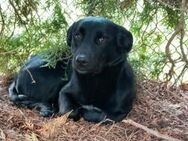 Lucky sucht ein Zuhuase - Linden (Hessen)