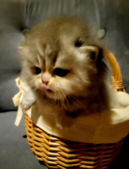 BLH Katerchen. - Saarbrücken