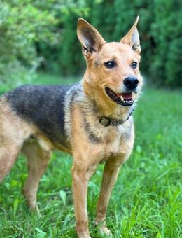 Rex sucht einen treuen Begleiter - Berlin