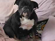 Englische Bulldogge sucht zu Hause - Plön