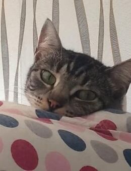 🆘 Notfall🆘️ hundeliebe Stella❤️ - Eislingen (Fils)