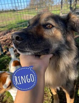 Ringo eine sanfte Seele - Flörsheim-Dalsheim